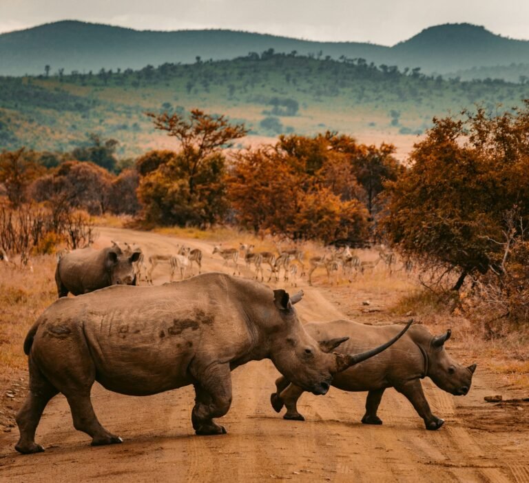 mapefedalsafaris