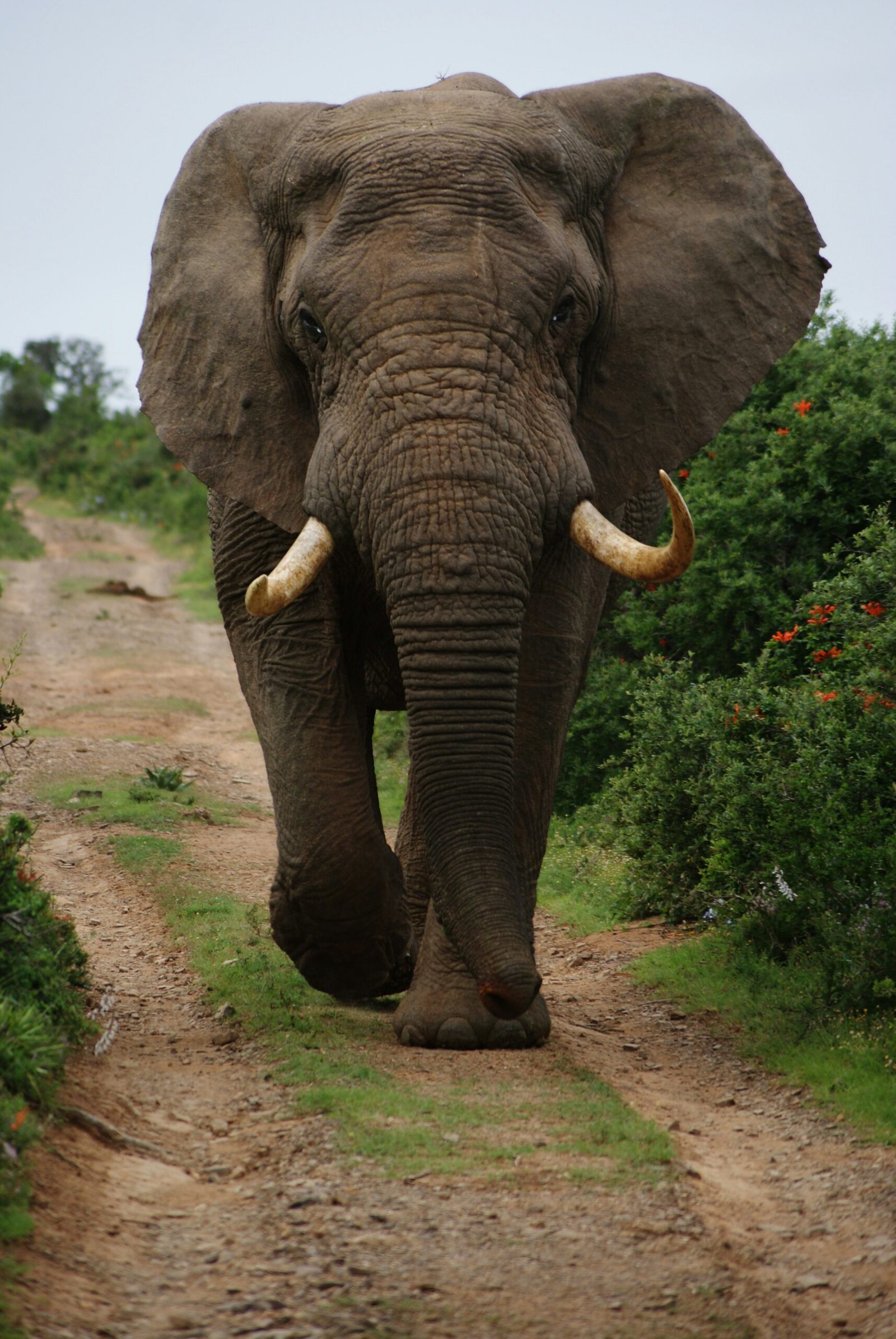 mapefedalsafaris